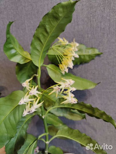 Хойя мультифлора