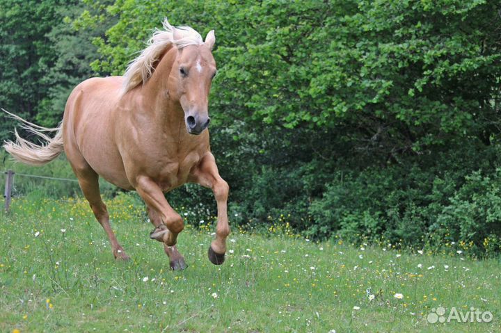 Жеребец Quattro Horse для осеменения