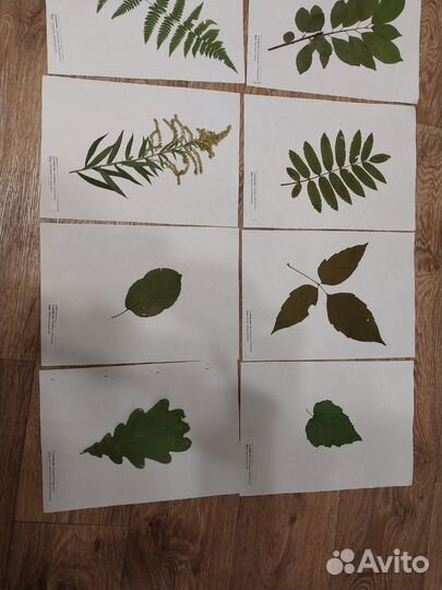 Гербарий