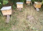 Продам пчелосемьи 5 семей