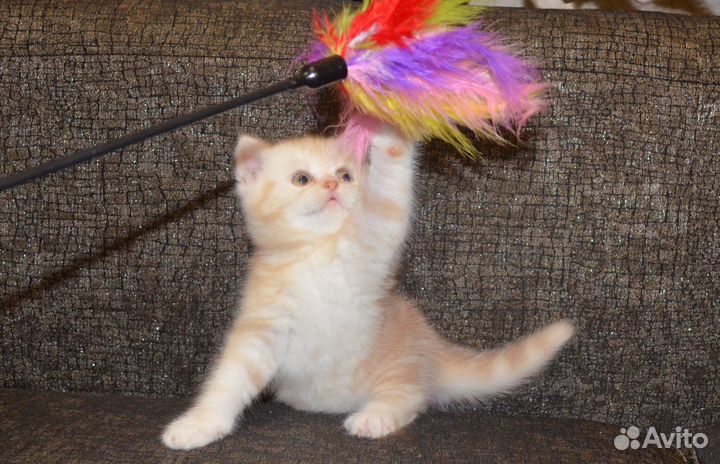 Два тигренка)