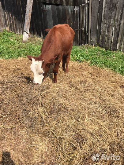 Продам телят