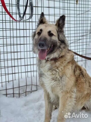 Метис бельгийской овчарки