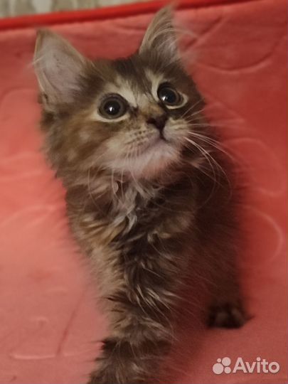 Котёнок комнатная рысь