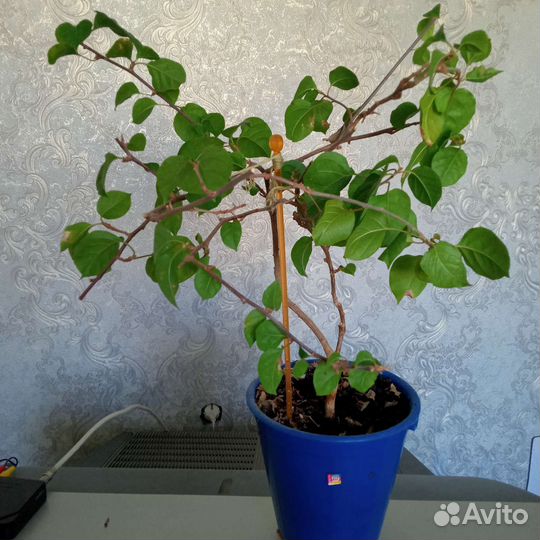 Бугенвиллия