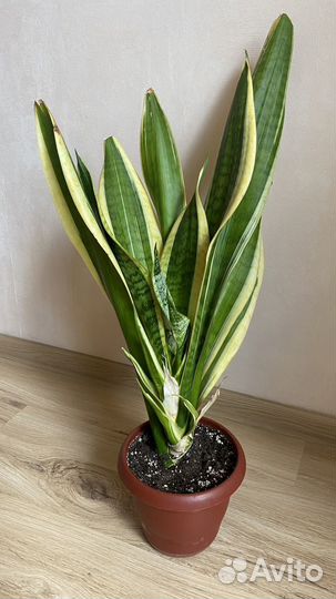 Сансевиерия, тещин язык, щучий хвост