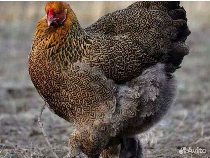 Яйцо инкубационное Куропатчатой Брамы