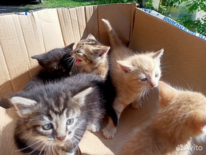 Котята 1,5 мес