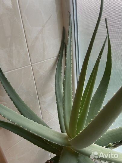 Алоэ вера лечебный