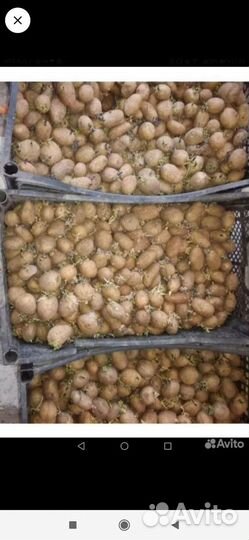 Семенной картофель