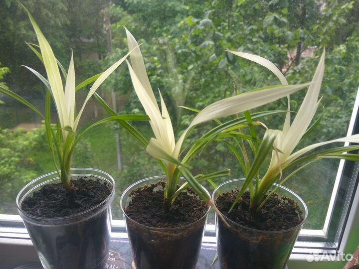 Пальма панданус