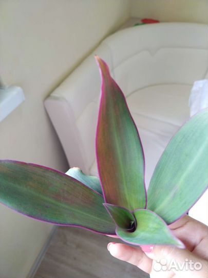 Рэо пёстрый