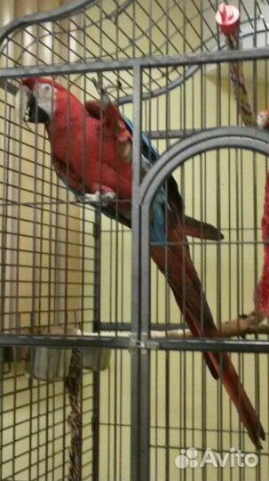 Передержка кошек и грызунов,выгул собак(вечер)