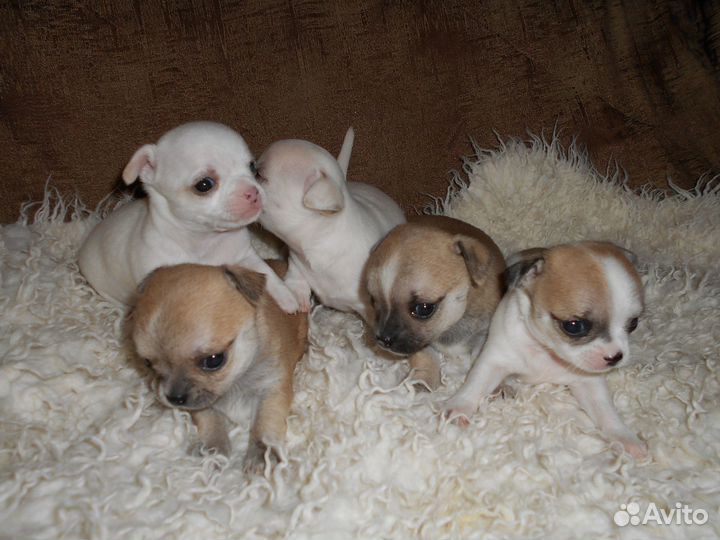 Собаки чихуахуа щенок
