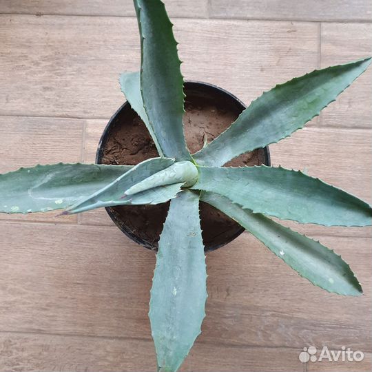 Агава американская