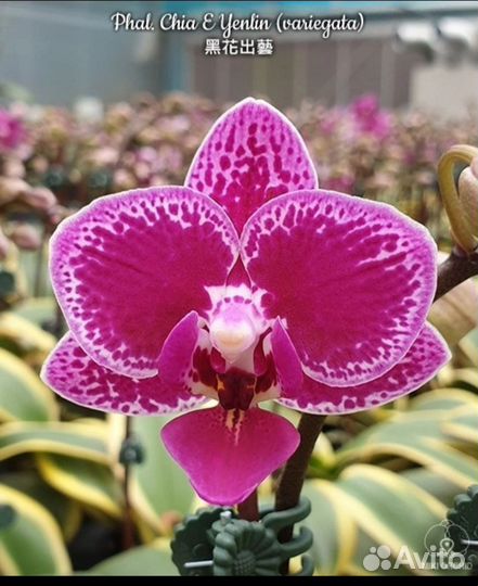 Орхидея фаленопсис