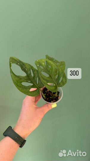 Растения комнатные