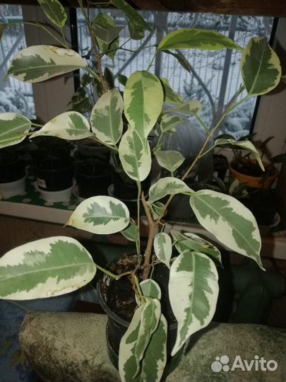 Цветы комнатные