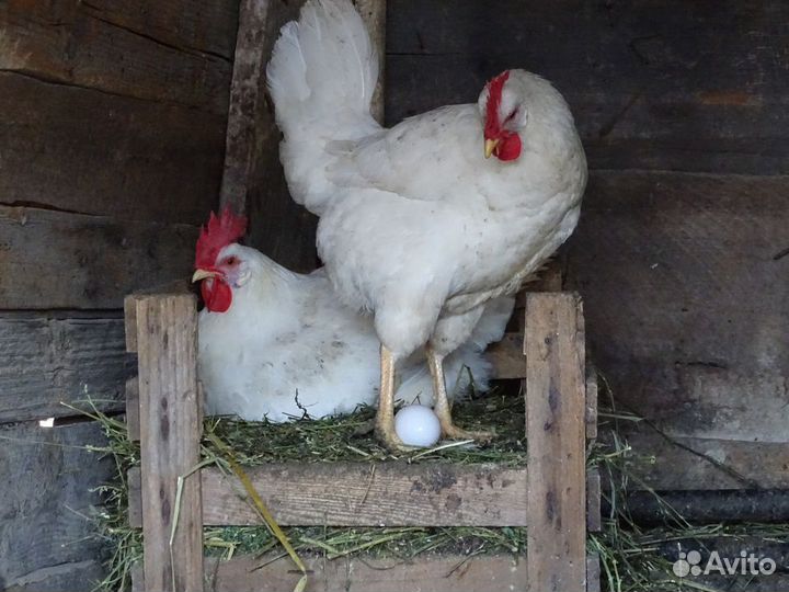 Куры несушки породы Ломан Браун