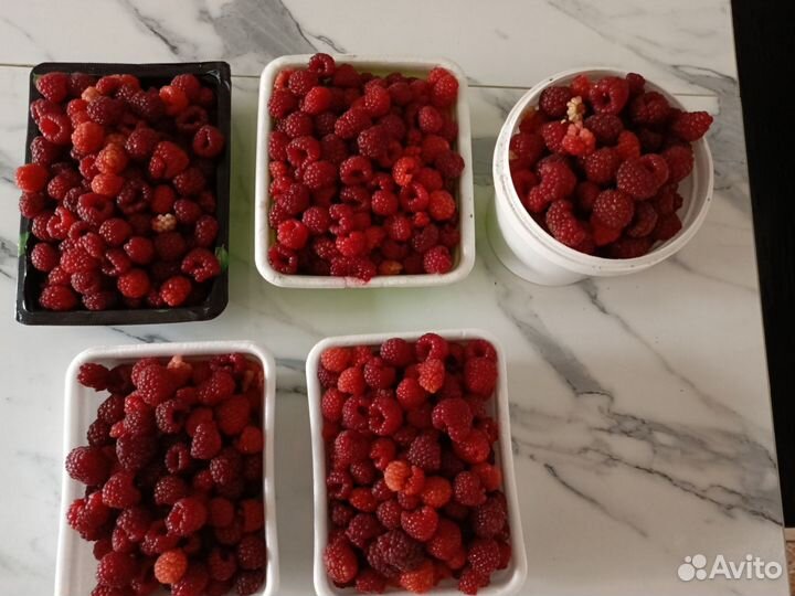 Ремонтантная малина