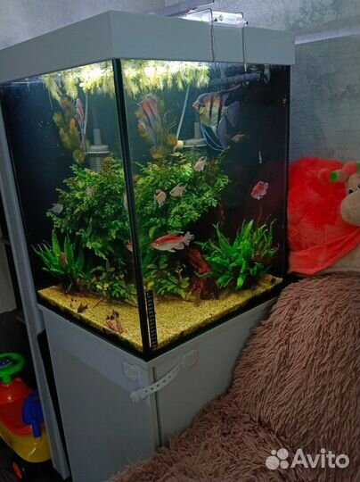 Аквариум действующий с тумбой в полном комплекте