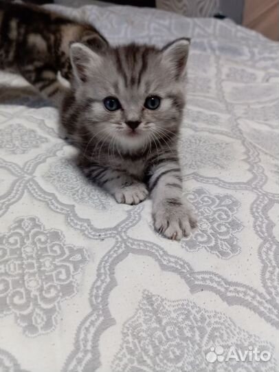 Шатланские котята