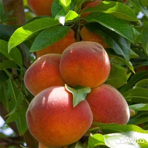 Персик колоновидный Медовый