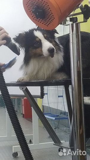 Стрижка собак