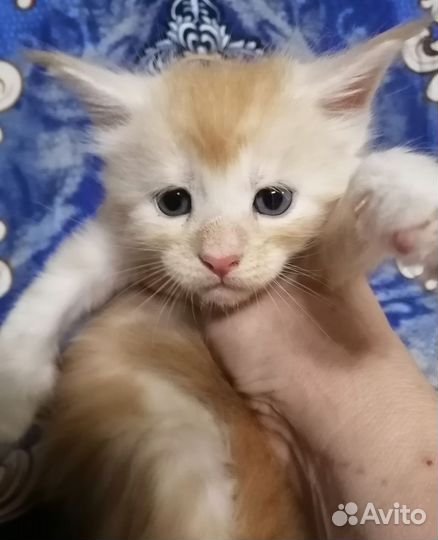 Котята мейн-кун
