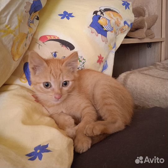 Рыжее Солнышко)