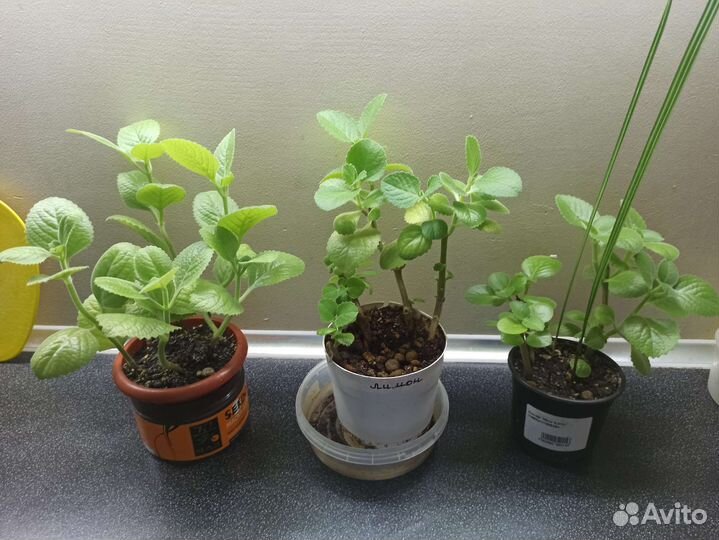 Спатифиллум, комнатная мята