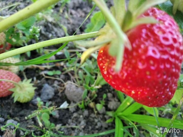 Саженцы клубники (садовой земляники)