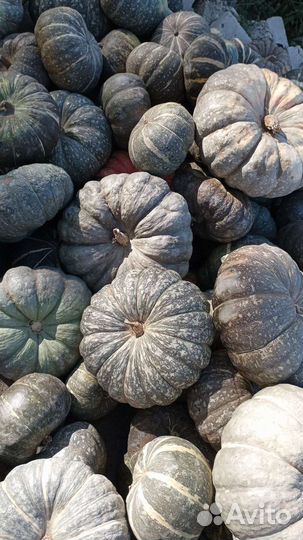 Тыква оптом
