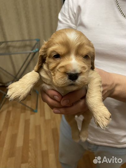 Кокер спаниель