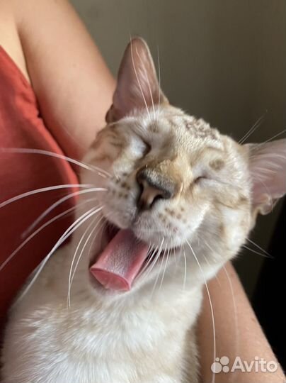 Бенгальский кот вязка