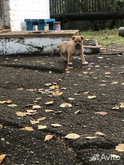 Щенки в добрые руки