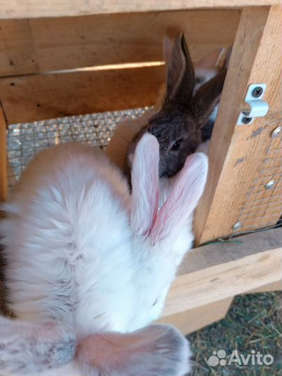 Кролики мясных пород