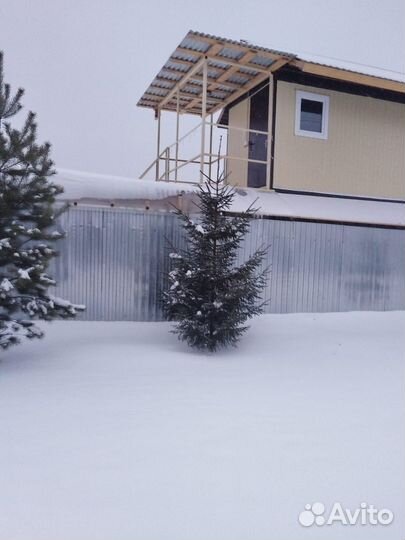 Живые елки, сосны - за 1м