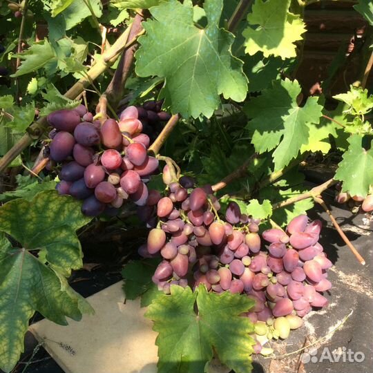 Черенки столовых и технических сортов винограда