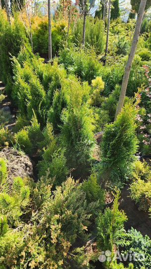 Туя смарагд 80-100 см