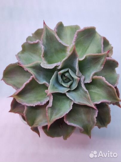 Суккуленты 22