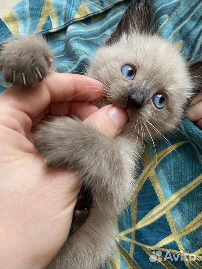 Сиамская кошечка