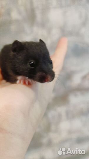 Сирийские хомячки малыши