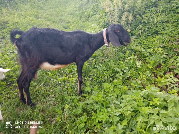 Дойные козы