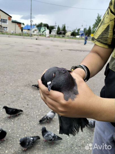 Продам голубей в добрые руки