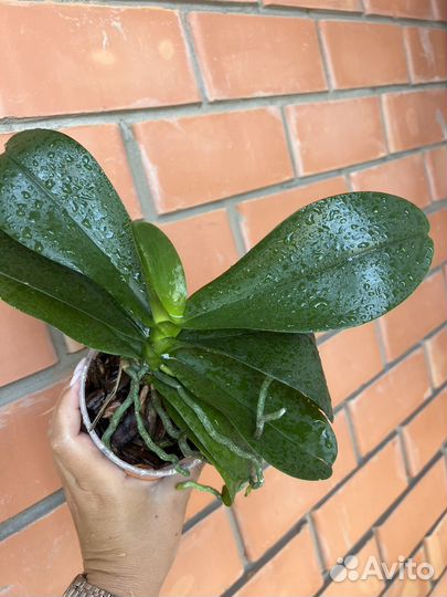 Орхидея фаленопсис в ассортименте