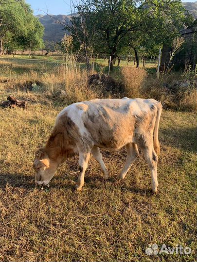 Телка и бычки