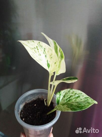 Эпипремнум Марбл Квин