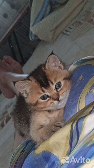 Шотландские прямоухие котята