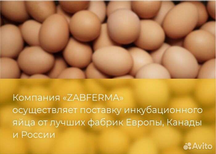 Яйцо инкубационное оптом